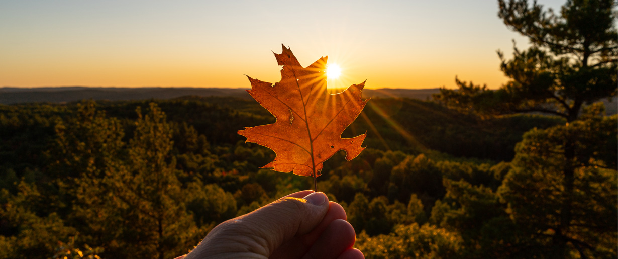 A hand holding up a leaf over a sunset