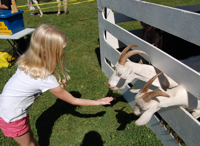 a girl feeding two goats